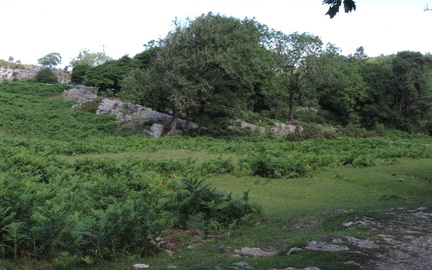 Rocks and trees