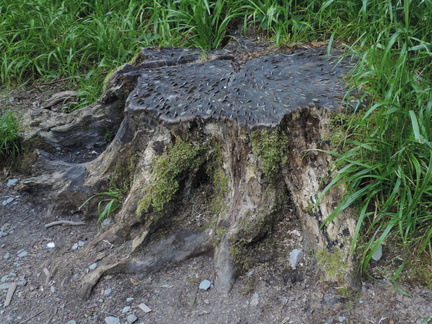 Lucky stump