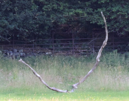 Branches