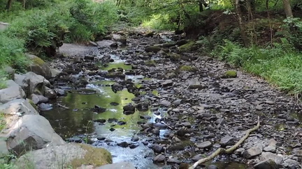 Stream