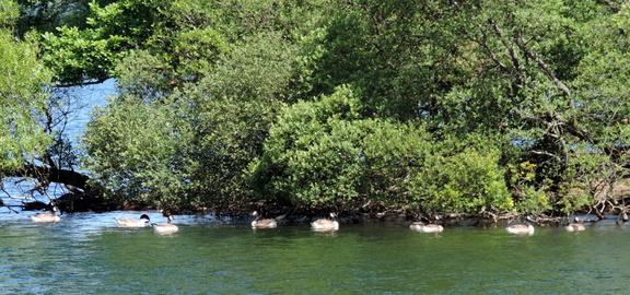 Geese