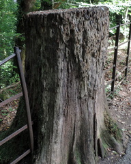 Stump