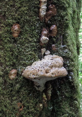 Fungus