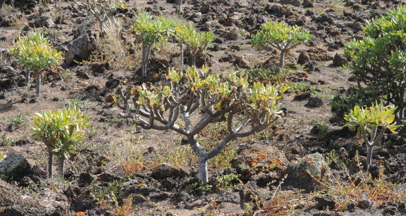 Plants