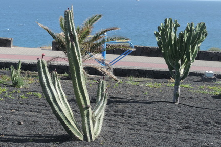 Cacti