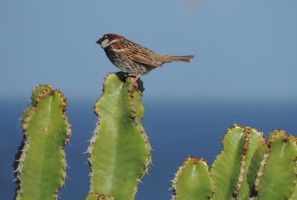 Goldfinch