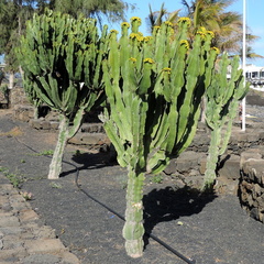 Cacti