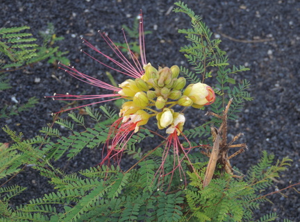 Mimosa