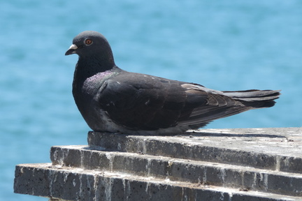 Pigeon