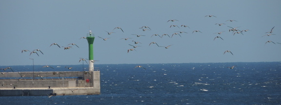 Birds