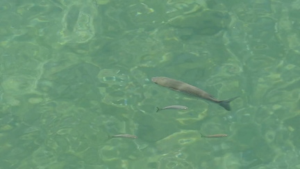 Fish