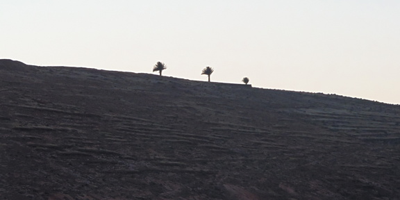 Trees