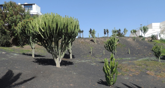 Cacti