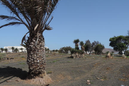 Palms