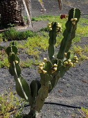 Fruiting cactus