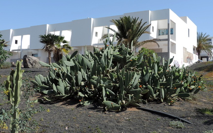 Cacti