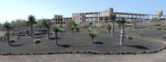 Palms and cacti