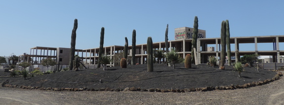 Cacti