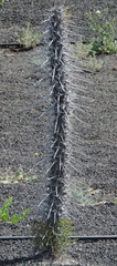 Spiny cactus