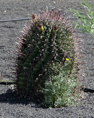 Small cactus