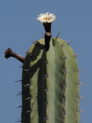 Flowering cactus