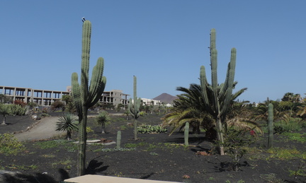 Cacti