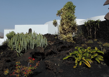 Cactus garden