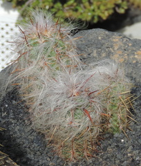 Furry cactus