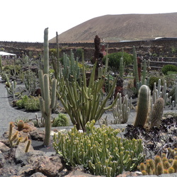 Cactus garden