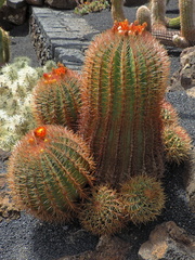 Flowering cactus