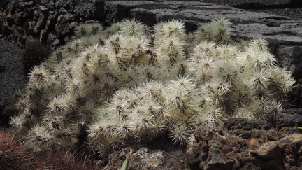 Spiky cactus
