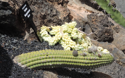 Sideways cactus