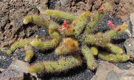 Flowering cactus