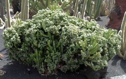 Bushy cactus