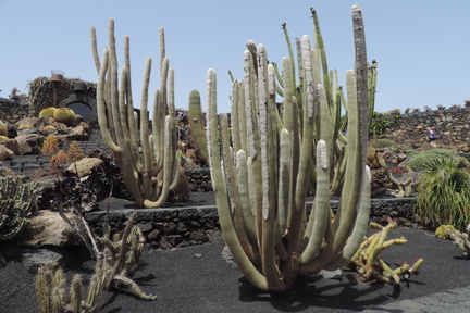 Furry cacti