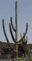 Tall cactus