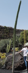Budding cactus