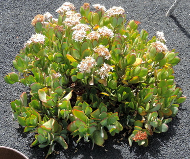 Flowering succulent