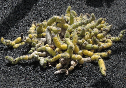 Sprawling cactus