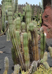 Flowering cactus