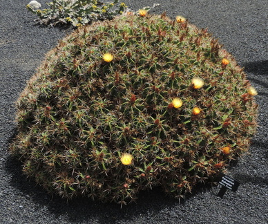 Bushy cactus