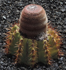 Small cactus