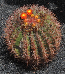 Orange flowers