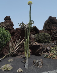 Budding cactus