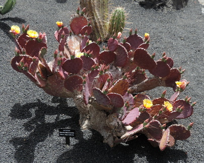 Red cactus