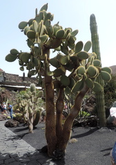 Cactus tree