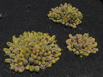 Small cacti