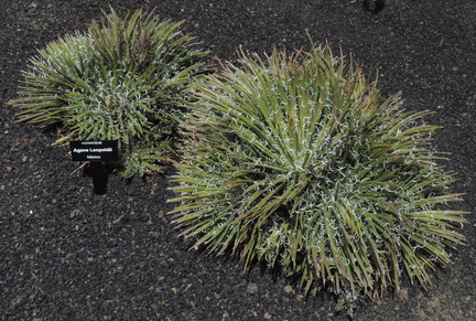 Hairy cacti
