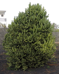 Cactus bush