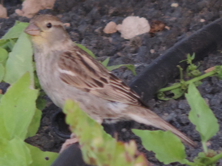 Bird
